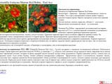 Potentilla fruticosa Marion Red Robin лапчатка