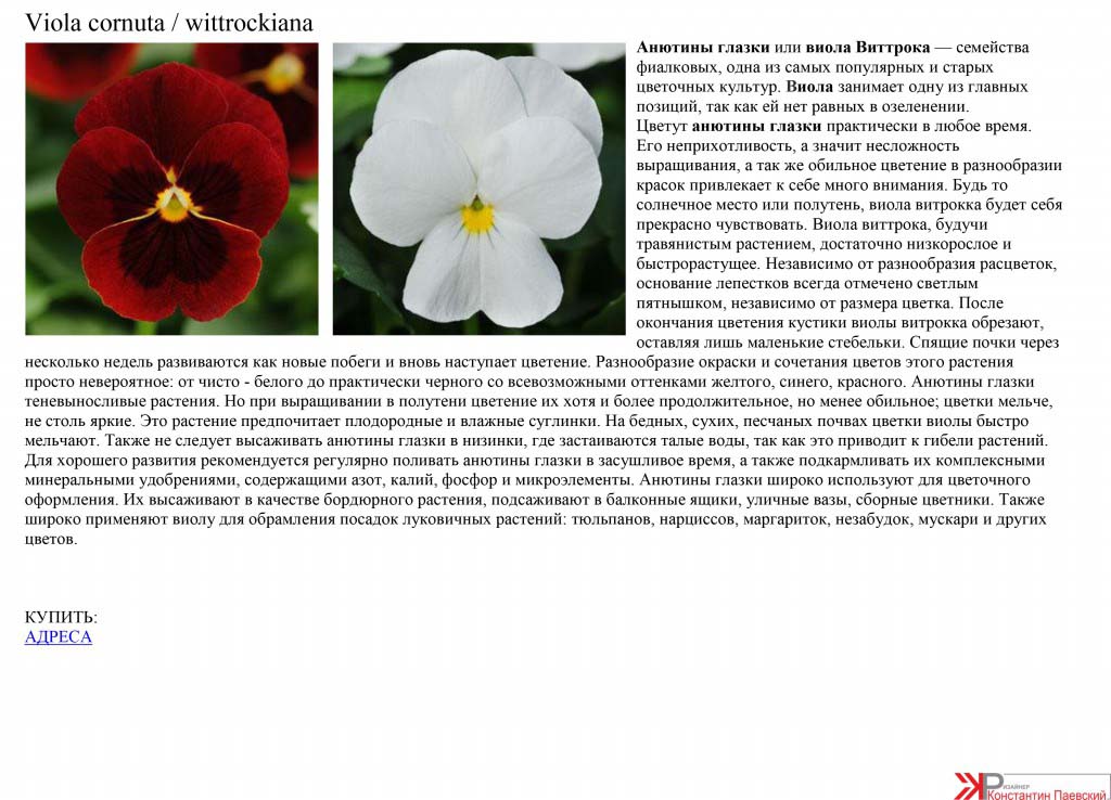 Цветы анютины глазки фото описание